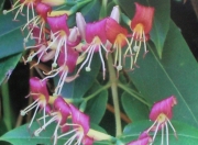 Лоницера (Lonicera henryi)