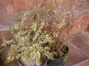 Лоницера нитида вариегата (Lonicera nitida variegata)