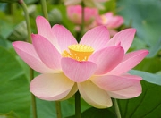 Лотос (Nelumbo nucifera)