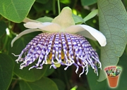 Пасифлора актиния, семена (Passiflora actinia)