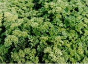 Магданоз, семена (Petroselinum hortense hoffm)