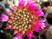 Мамилария (Cactus Mammillaria backerbergiana ssp ernestii)