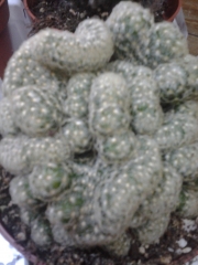 Мамилария елонгата кристата (Mammillaria elongata cristata)