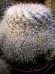 Мамилария (Mammillaria)