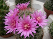 Мамилария (Mammillaria)
