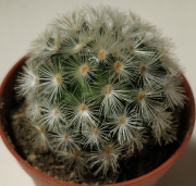 Мамилария (Mammillaria)