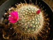 Мамилария (Mammillaria)