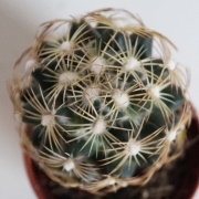 Мамилария (Mammillaria)