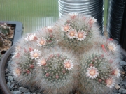 Мамилария (Mammillaria bocasana)