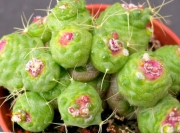 Мамилария (Mammillaria bocasana monstruosa)