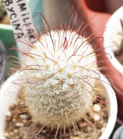 Мамилария (Mammillaria bombycina)