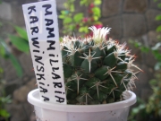 Мамилария (Mammillaria karwinskiana)
