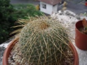 Мамилария (Mammillaria muehlenpfordtii)