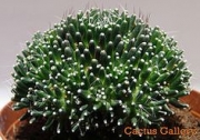 Мамилария (Mammillaria peinteri monstruosa)