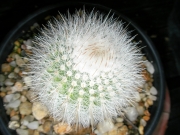 Пародия (Parodia chrysacanthion)