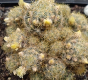 Мамилария пролифера голяма (Mammillaria prolifera)