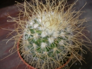 Мамилария рекой (Mammillaria rekoi)
