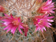 Мамилария рекой (Mammillaria rekoi ssp leptacantha)