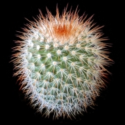 Мамилария спиносисима (Mammillaria spinosissima)