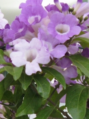 Мансоа, семена (Mansoa hymenaea)