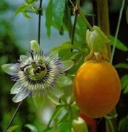 Маракуя, пасифлора разсад (Passiflora edulis)