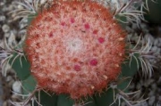 Мелокактус (Мelocactus maxonii)