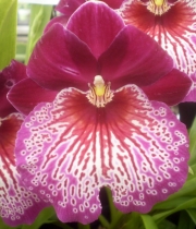 Милтониопсис Теменужена орхидея (Miltoniopsis)