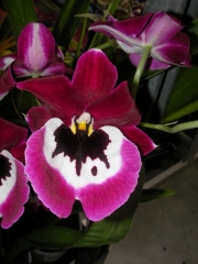 Милтониопсис Теменужена орхидея (Miltoniopsis)