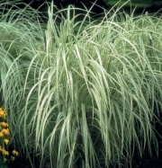 Мискантус вариегатен (Miscanthus variegated)