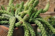 Монадениум (Monadenium ritchiei ssp. nymbayense)