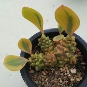 Монадениум (Monadenium ritchieie variegated rare)