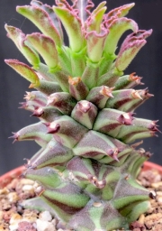 Монадениум (Monadenium schubeii)