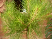 Морски черен бор (Pinus nigra Maritima)