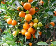 Цитрус Митис - Каламондин (Citrus mitis - Calamondin)