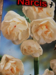 Нарцис (Narcissus)