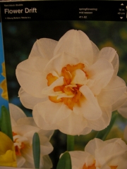 Нарцис (Narcissus Flover Drift)