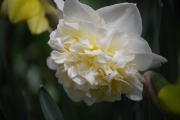 Нарцис (Narcissus Obdam)