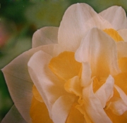 Нарцис (Narcissus White Lion)
