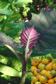 Ниранжила, семена (Solanum quitoense)