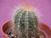 Нотокактус (Notocactus)