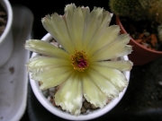 Нотокактус (Notocactus buiningii)