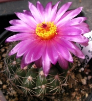 Нотокактус (Notocactus concinnu c. gerbalitoenis)