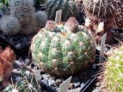 Нотокактус (Notocactus crassigibbus)