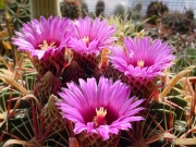 Нотокактус (Notocactus submammulosus)