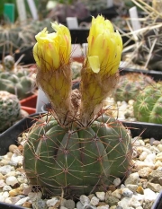 Нотокактус отонис (Notocactus ottonis)