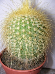 Нотокактус, Пародия (Parodia leninghausii, Notocactus leninghausii)