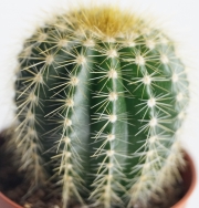 Нотокактус, Пародия (Parodia magnificus Notocactus magnificus)