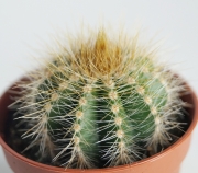 Нотокактус, Пародия (Parodia magnificus Notocactus magnificus)