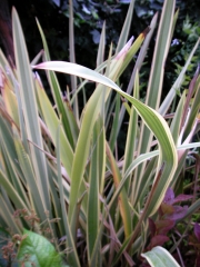 Новозеландски Лен, Формиум (Phormium)