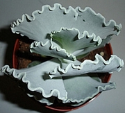 Котиледон (Cotyledon orbiculata v undulata)